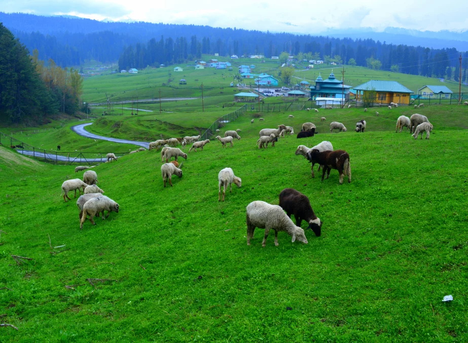 doodhpathri-gulmarg